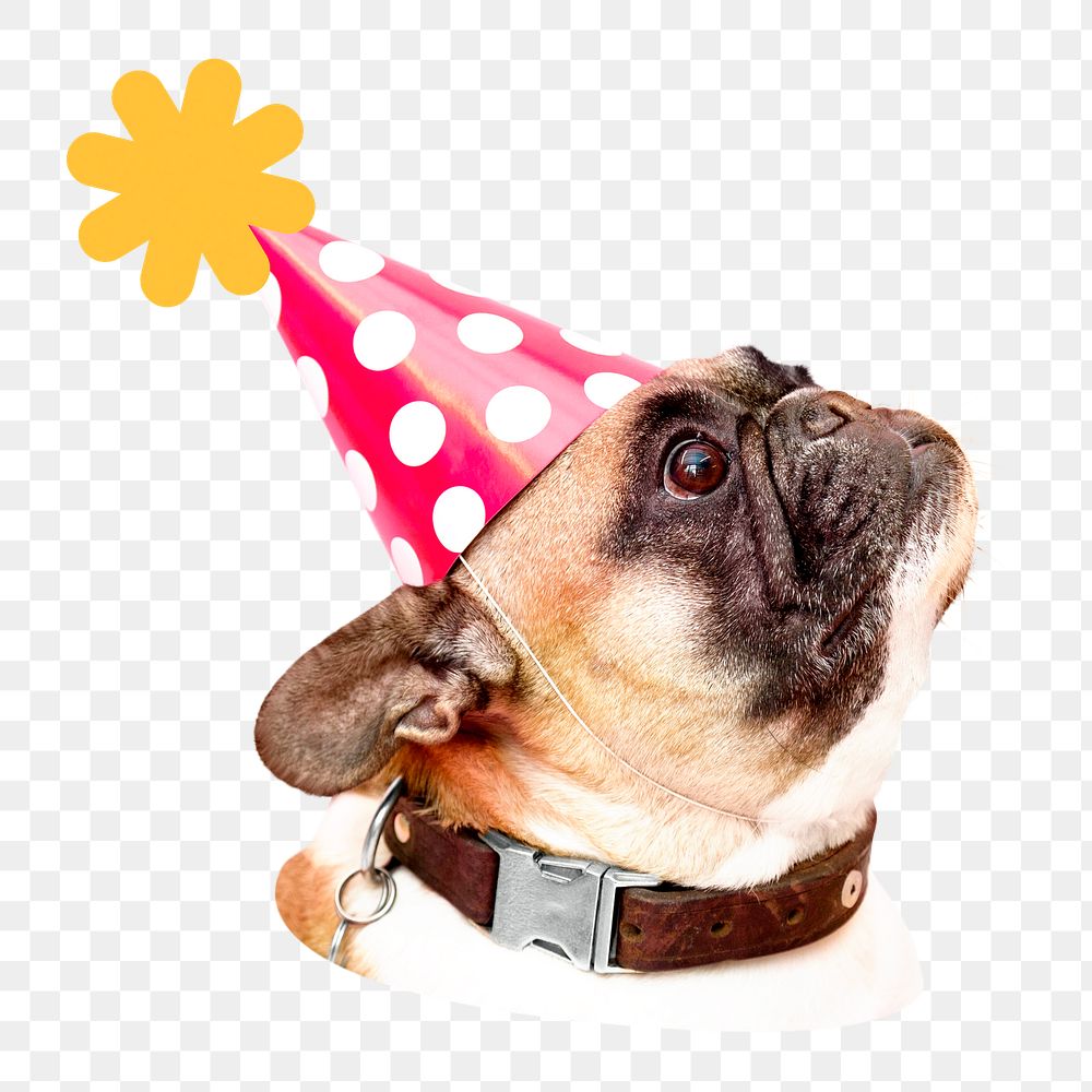 Party pug dog png sticker, transparent background