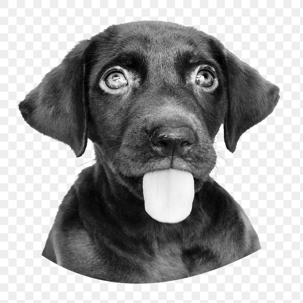 Funny dog portrait png sticker, black and white cut out on transparent background