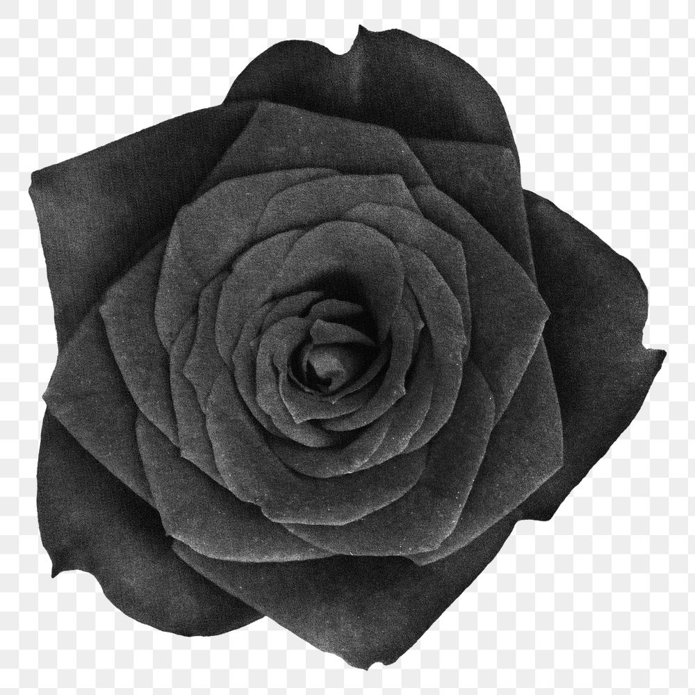 Black rose flower png sticker, transparent background