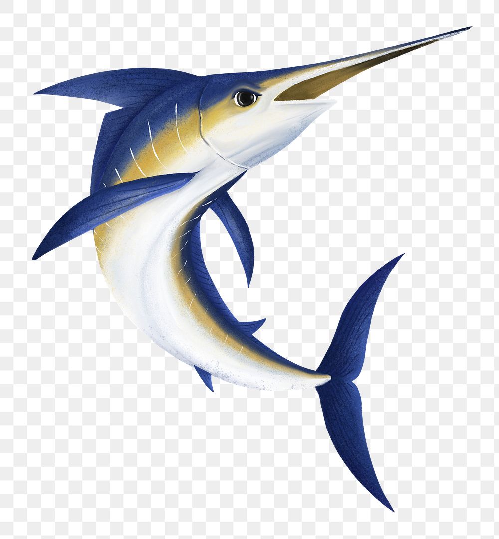 Marlin fish png sticker, animal illustration, transparent background