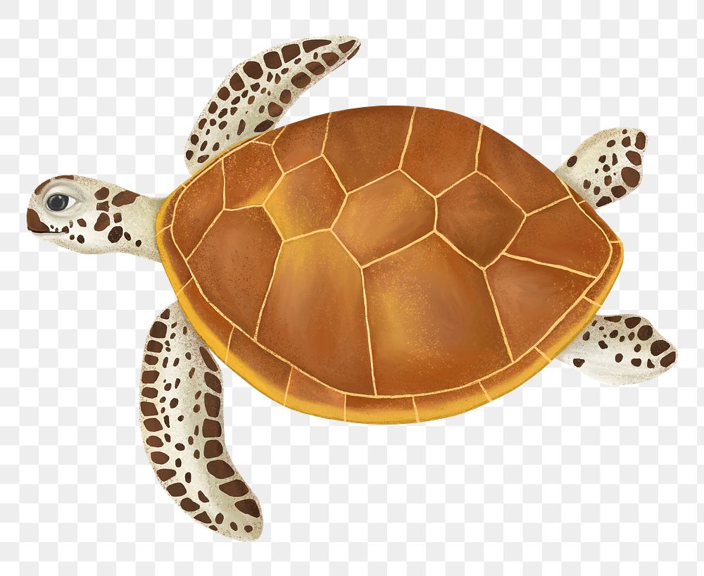 Sea turtle png sticker, animal illustration, transparent background