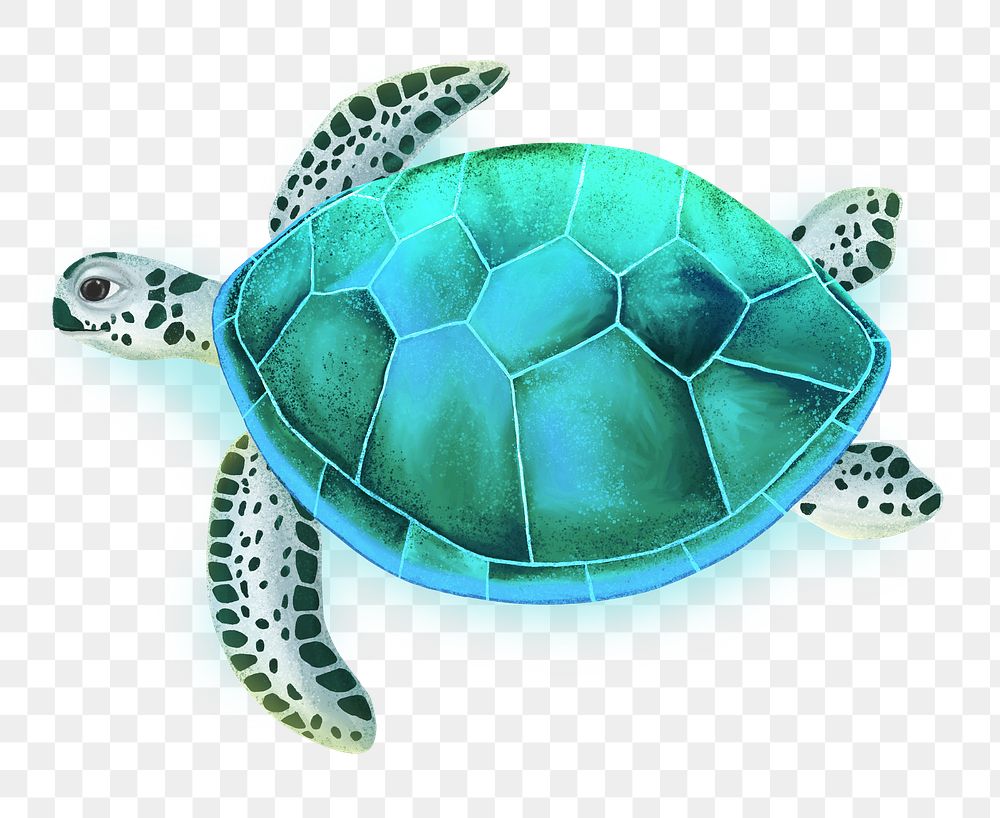 Sea turtle png sticker, animal illustration, transparent background