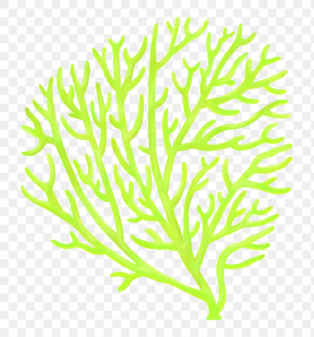 Green coral png sticker, nature illustration, transparent background