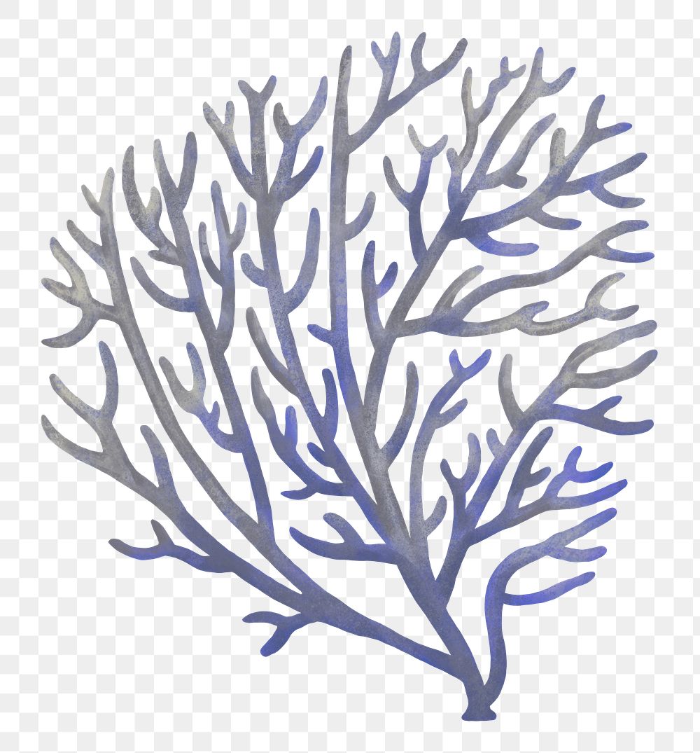 Bleached coral png sticker, nature illustration, transparent background