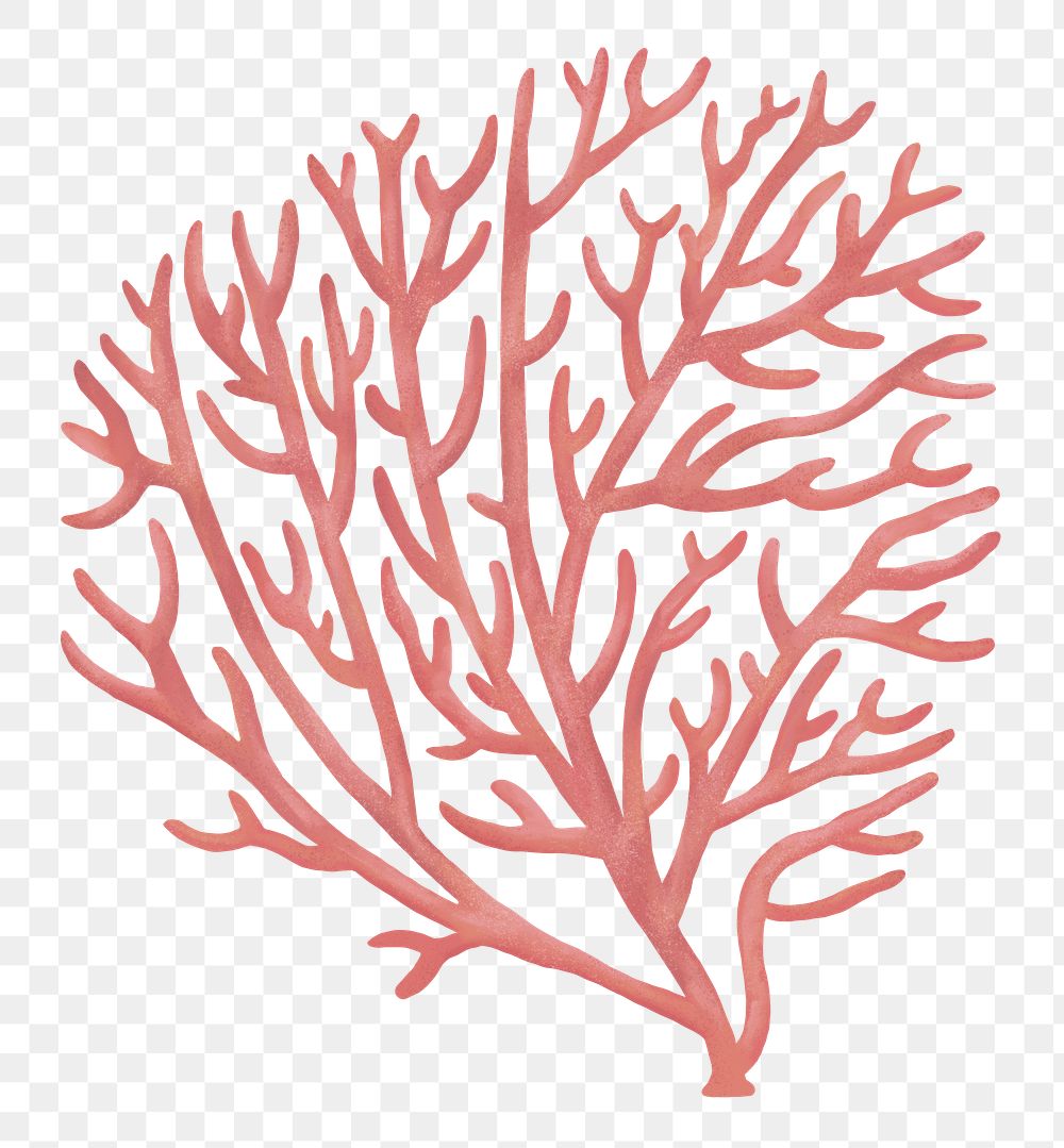 Pastel pink coral png sticker, nature illustration, transparent background