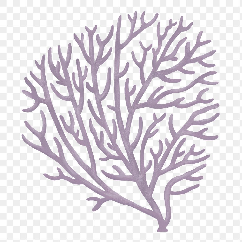 Bleached coral png sticker, nature illustration, transparent background