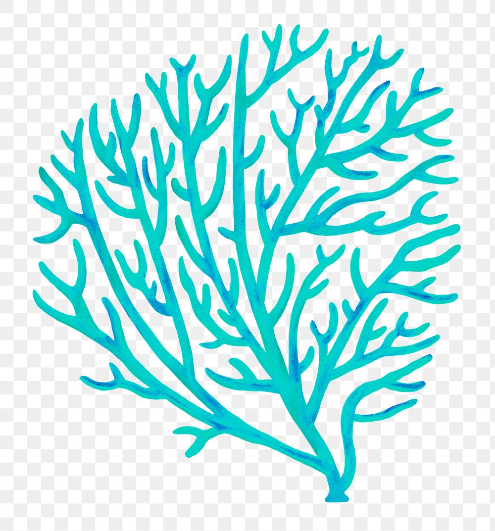 Turquoise coral png sticker, nature illustration, transparent background