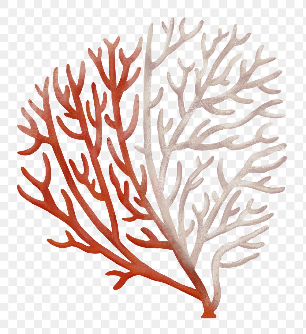 Bleached coral png sticker, nature illustration, transparent background