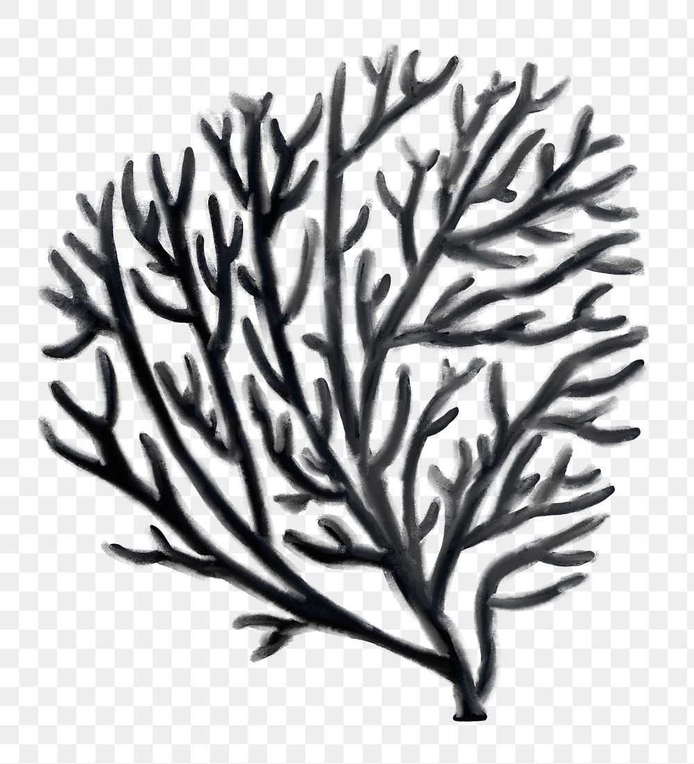 Black coral png sticker, nature illustration, transparent background