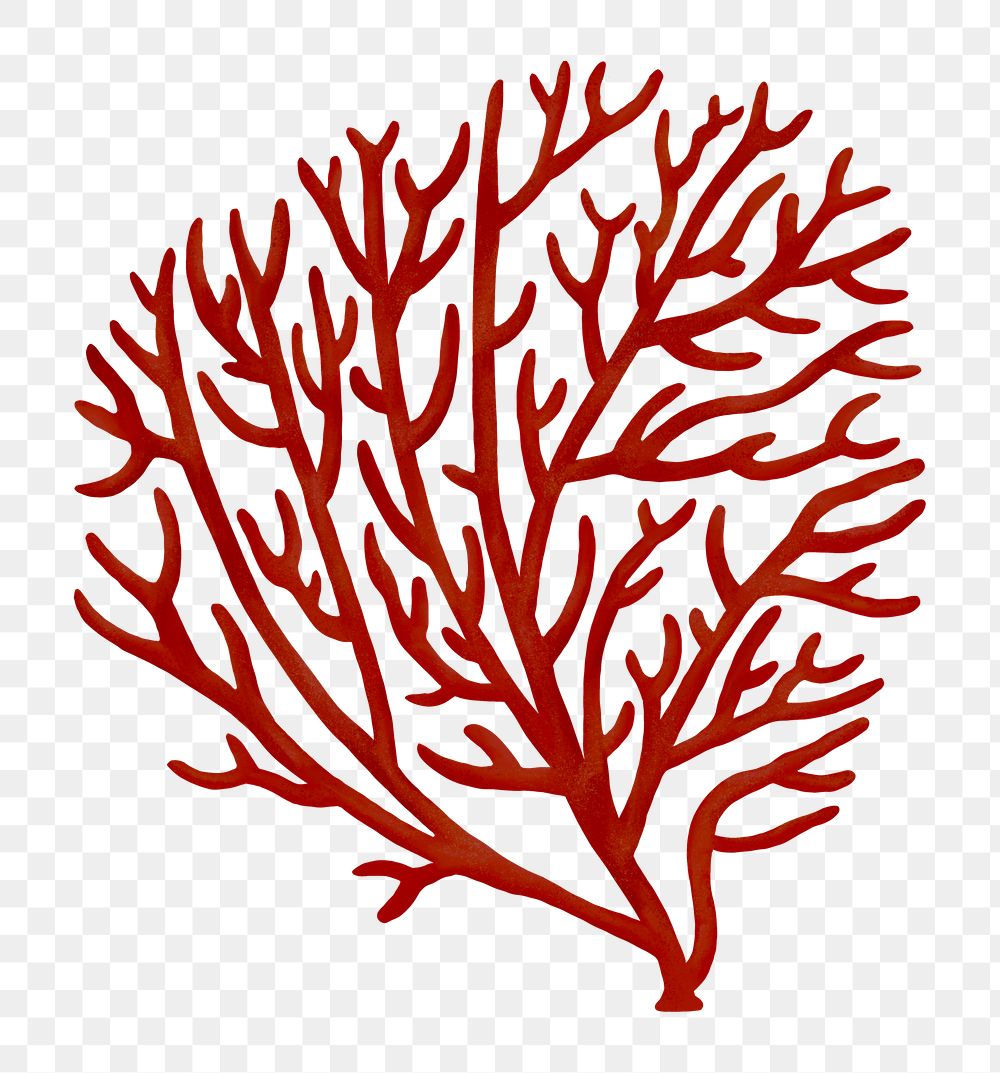 Red coral png sticker, nature illustration, transparent background