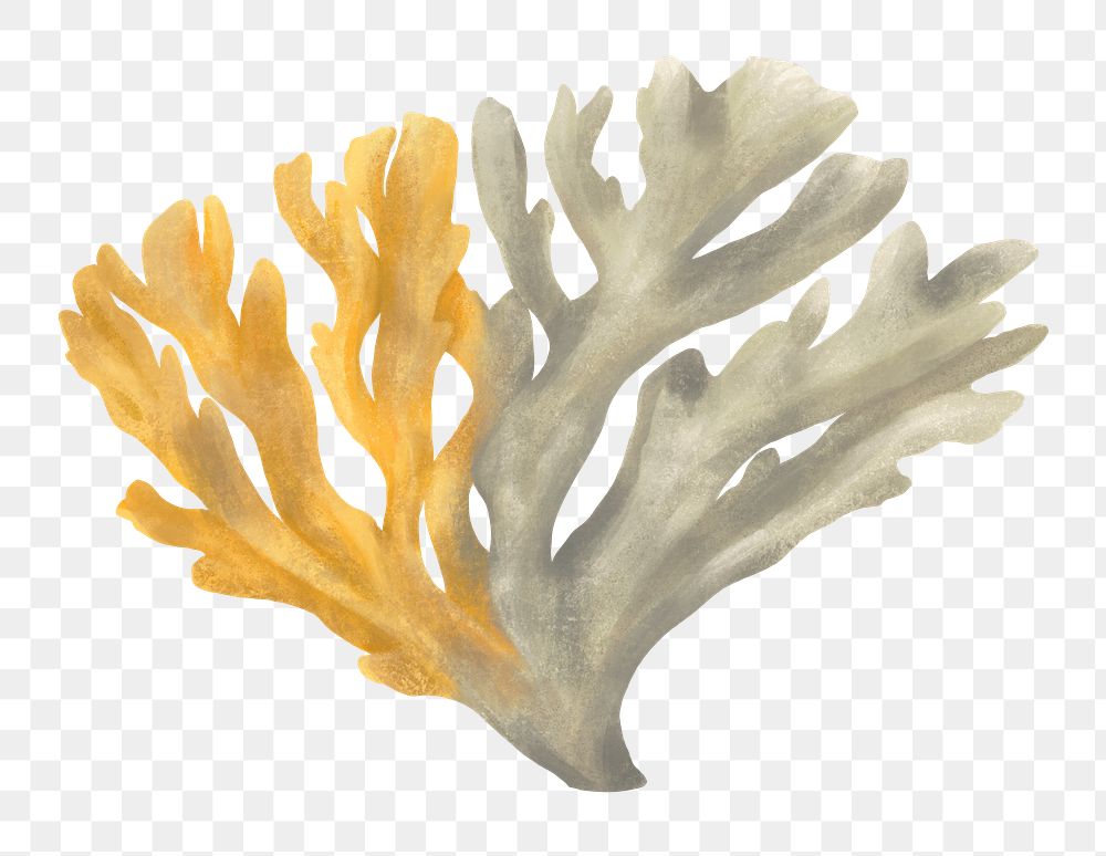 Bleached coral png sticker, nature illustration, transparent background