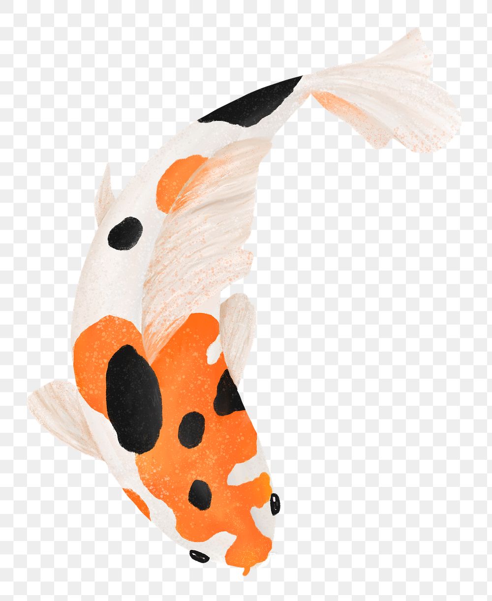 Koi fish png sticker, animal illustration, transparent background