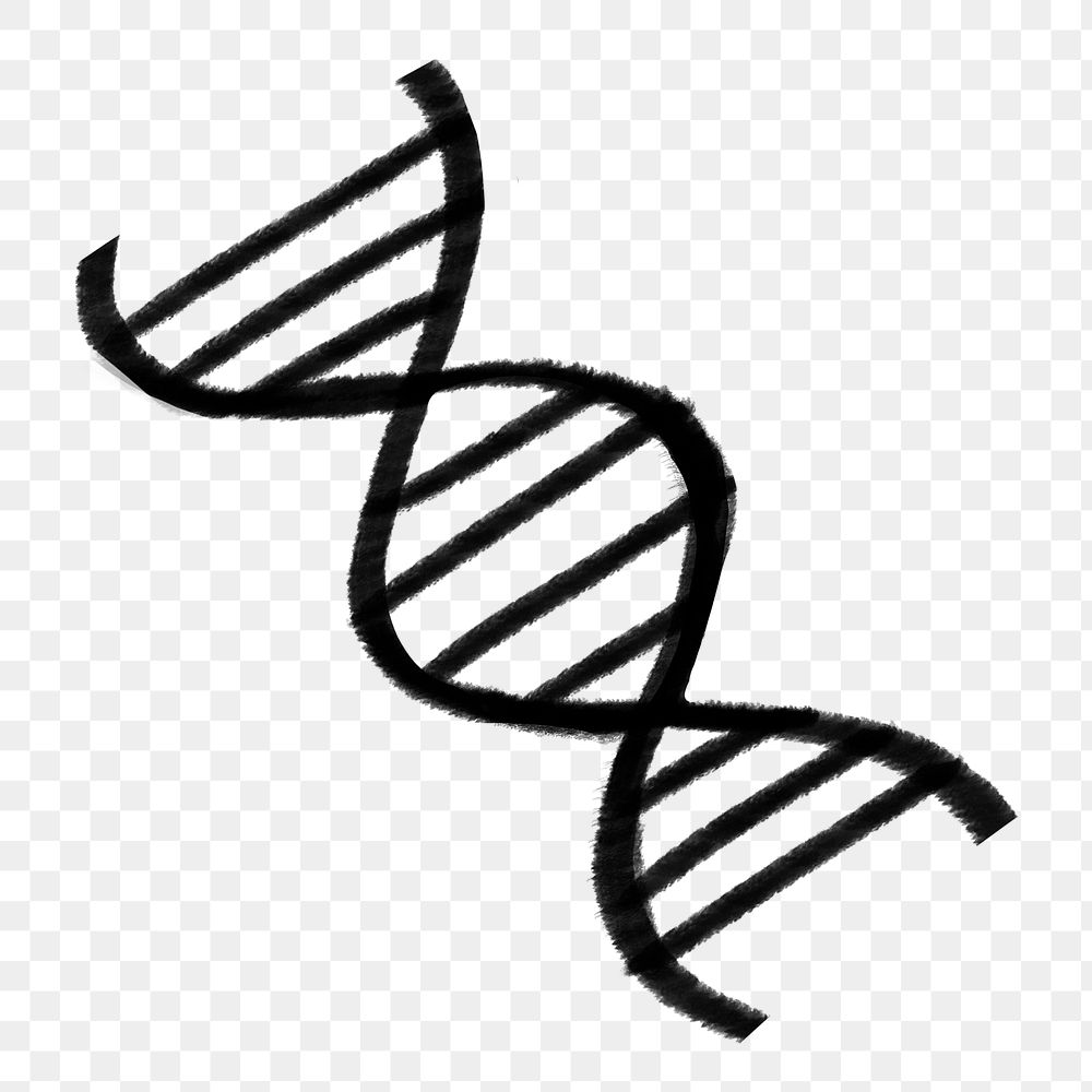 DNA double helix png doodle, transparent background