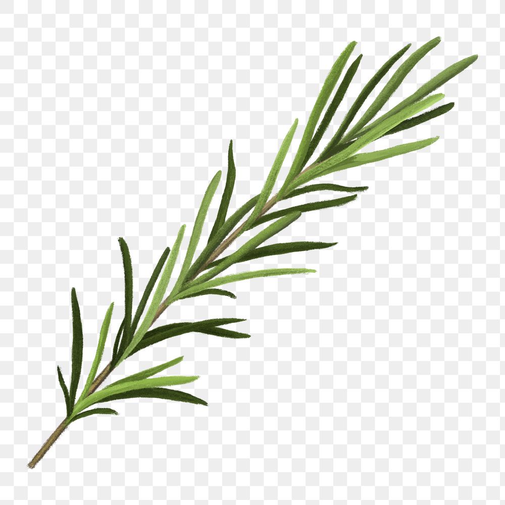 Rosemary herb png sticker, healthy food, transparent background