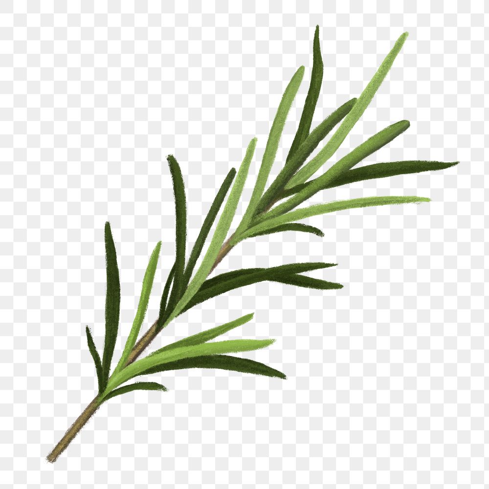Rosemary herb png sticker, healthy food, transparent background