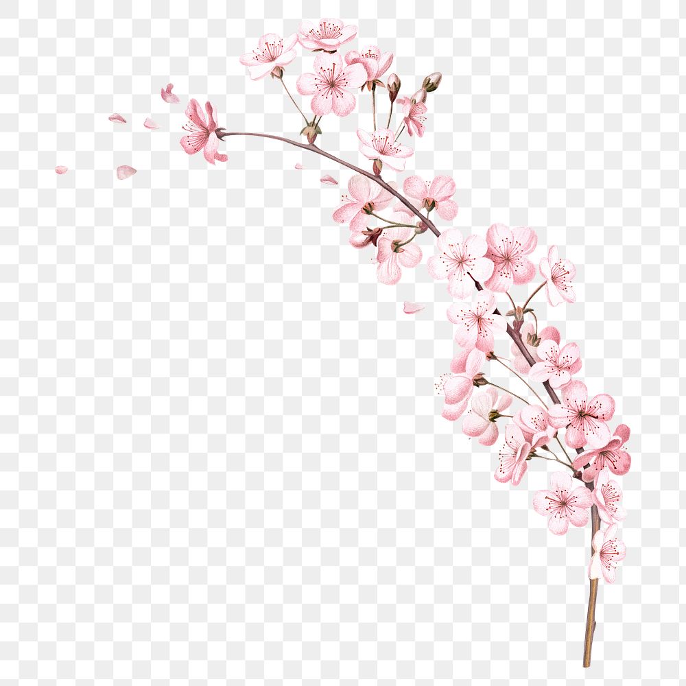 Cherry blossom branch flower png element, transparent background