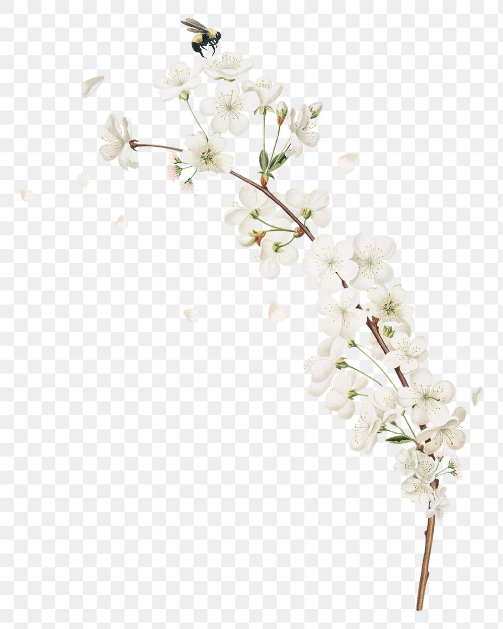 Amarena cherry flower png element, transparent background
