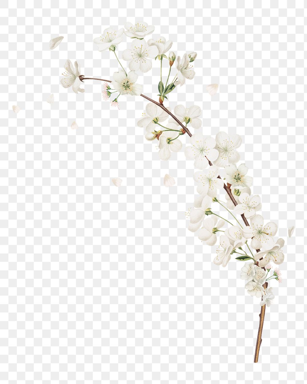 Amarena cherry flower png element, transparent background