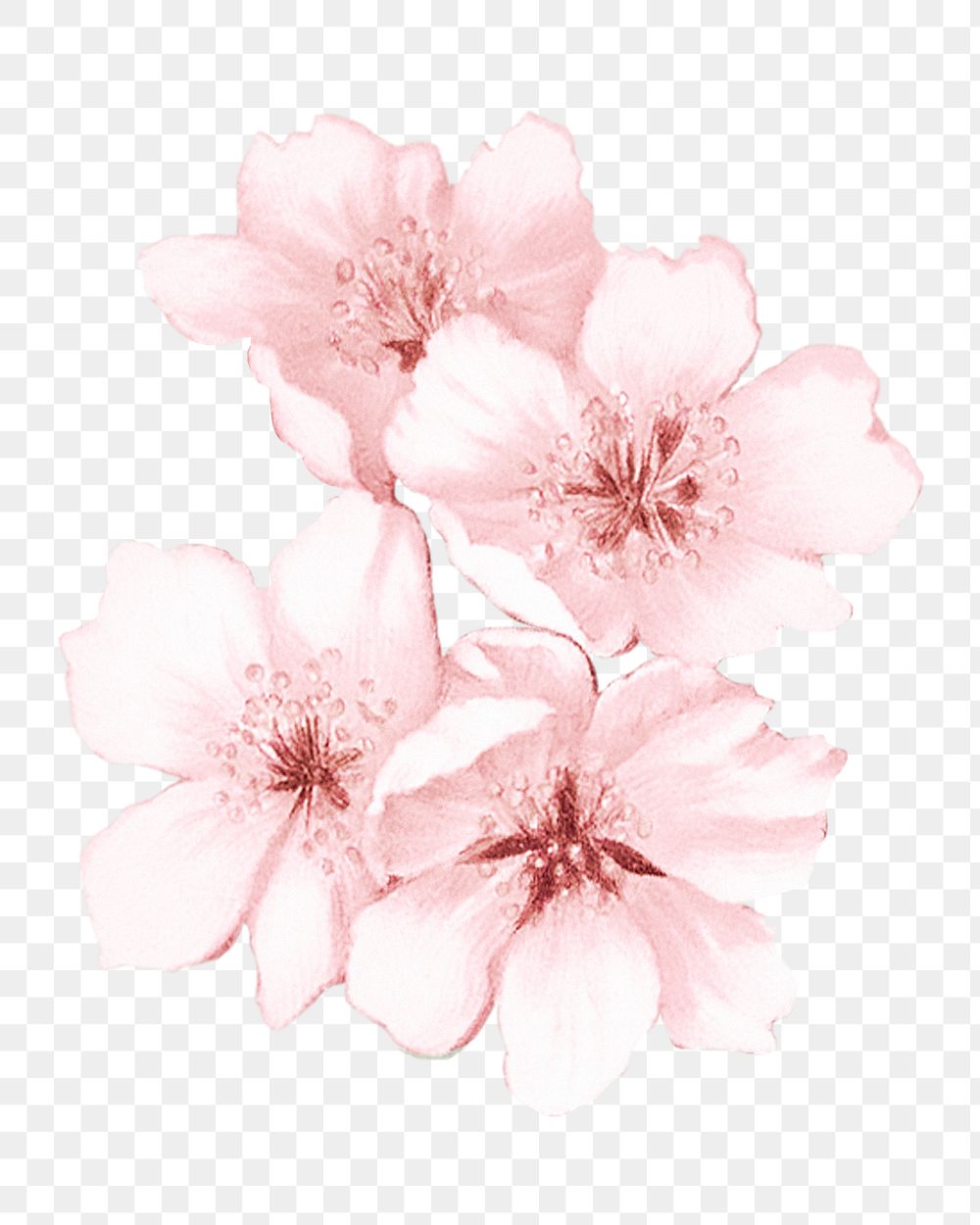 Japanese cherry blossom png flower, transparent background
