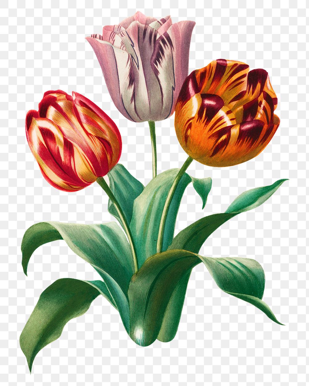 Vintage tulip flower png element, transparent background