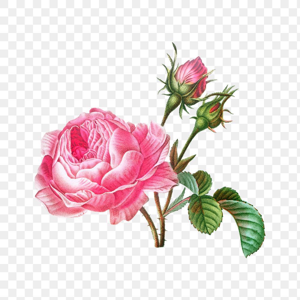 Pink blooming rose flower png element, transparent background
