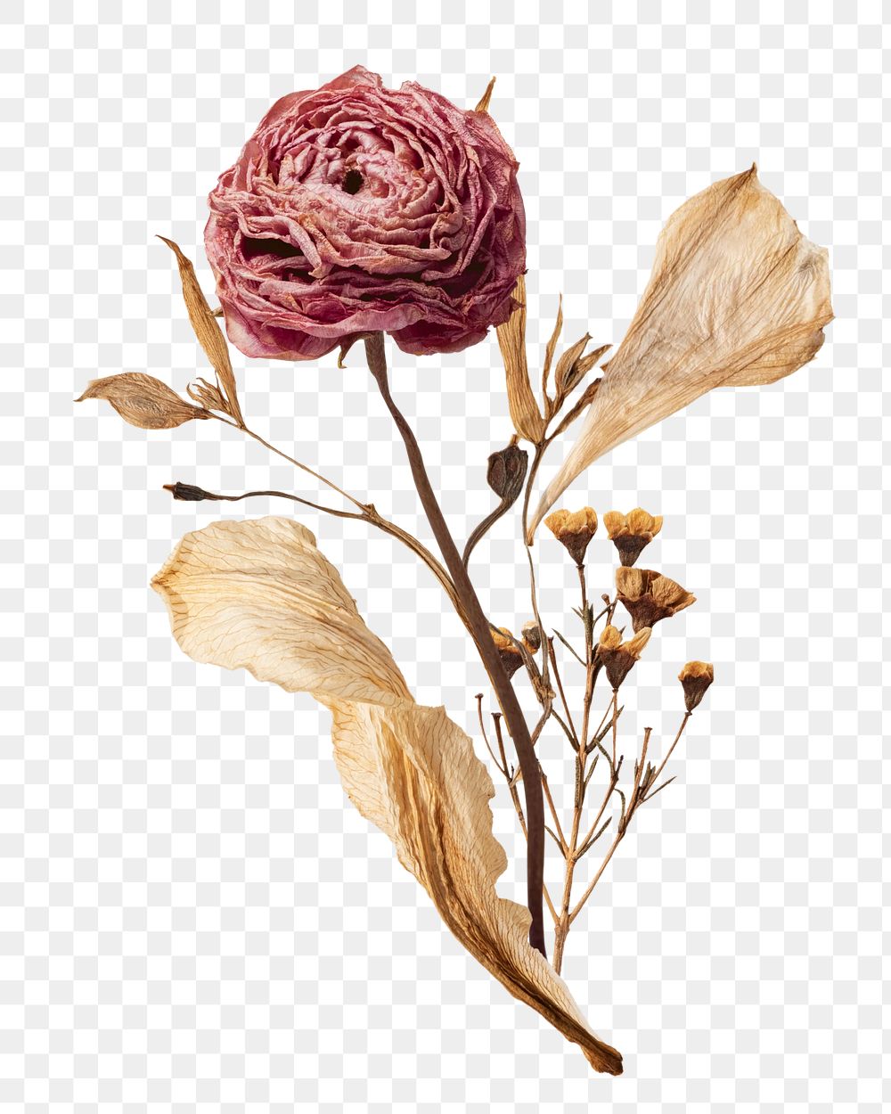 Autumn rose flower png element, transparent background