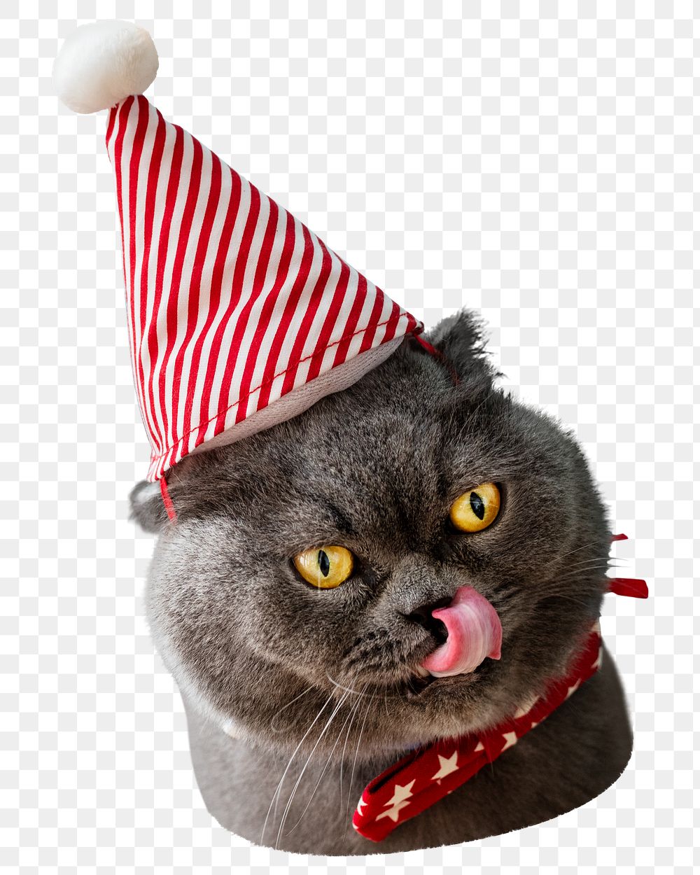 Cat wearing png birthday hat sticker, transparent background