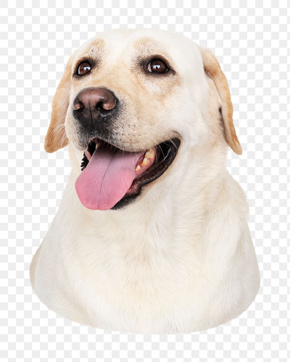 Labrador Retriever dog png sticker, transparent background