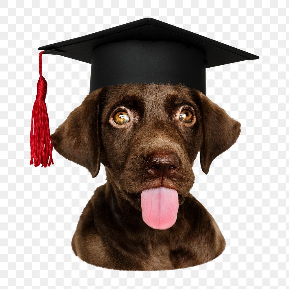 Puppy in graduation cap png sticker, transparent background