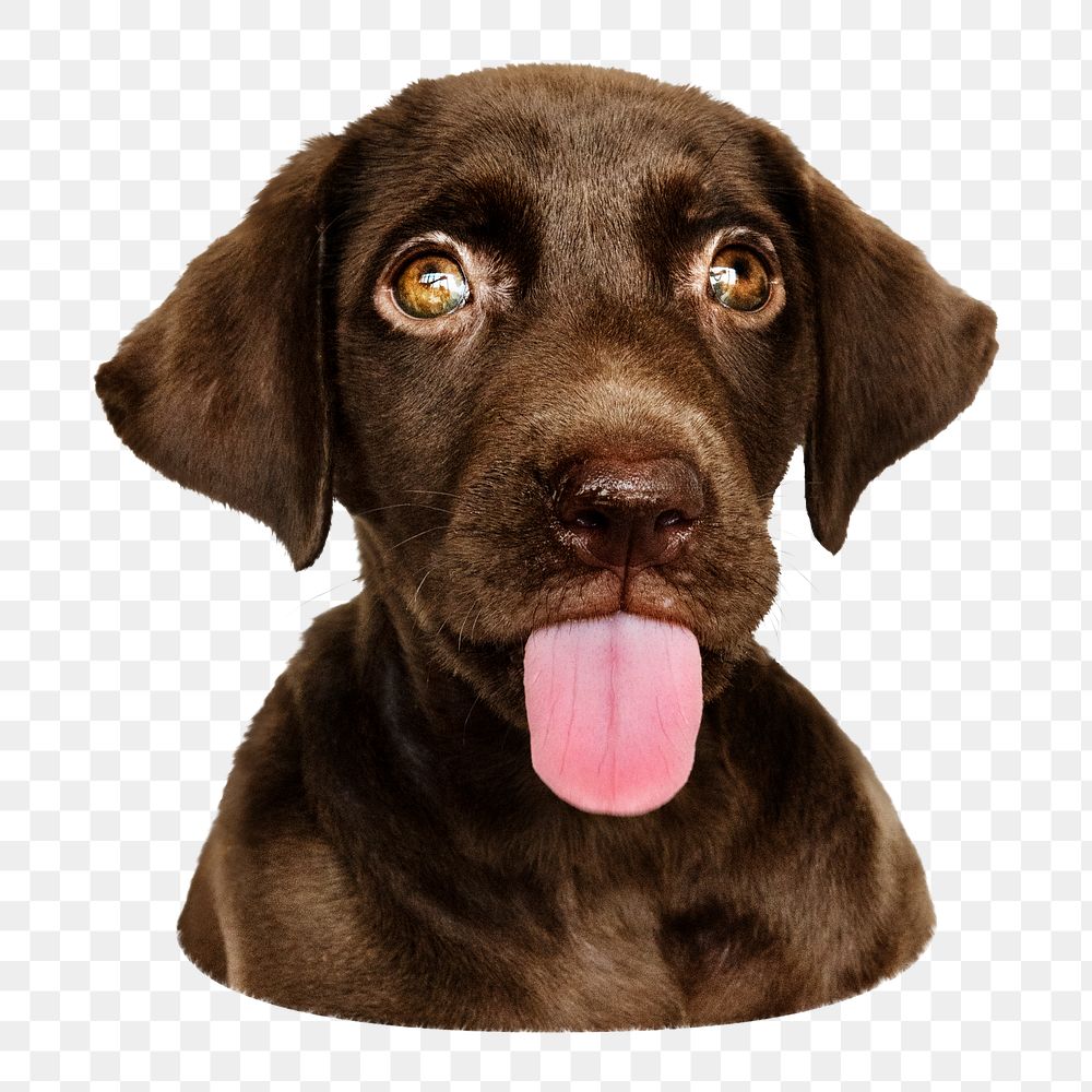 Funny black dog png sticker, transparent background