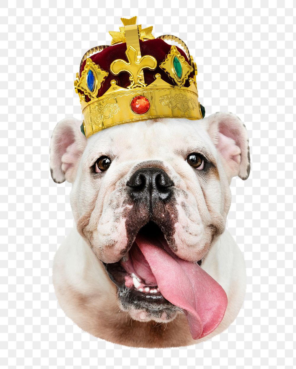 Bulldog with gold crown png sticker, transparent background