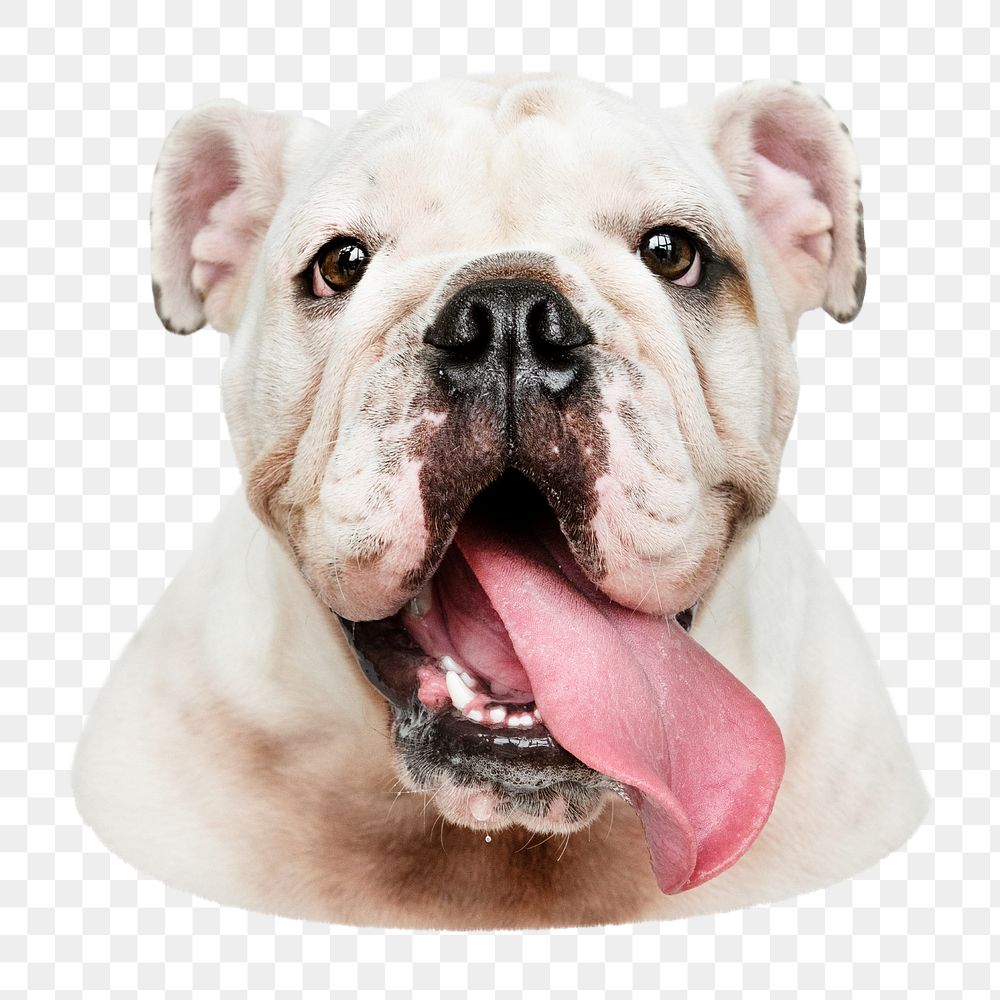 Funny bulldog png sticker, transparent background