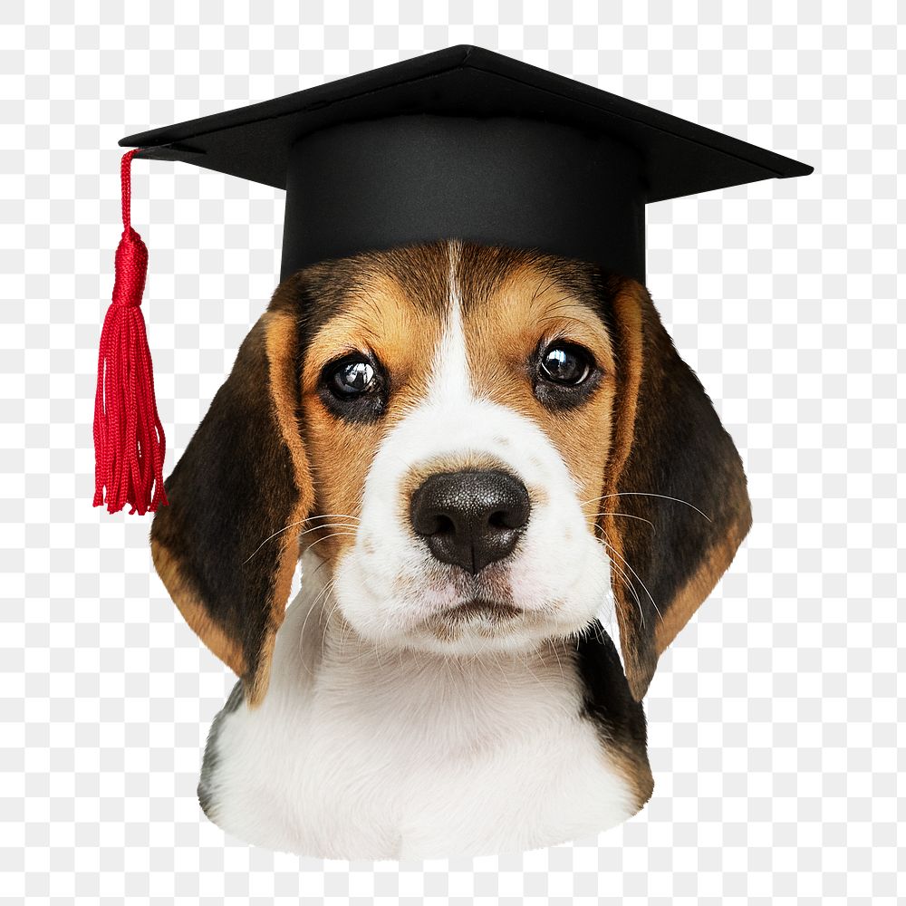 Png beagle in graduation cap sticker, transparent background