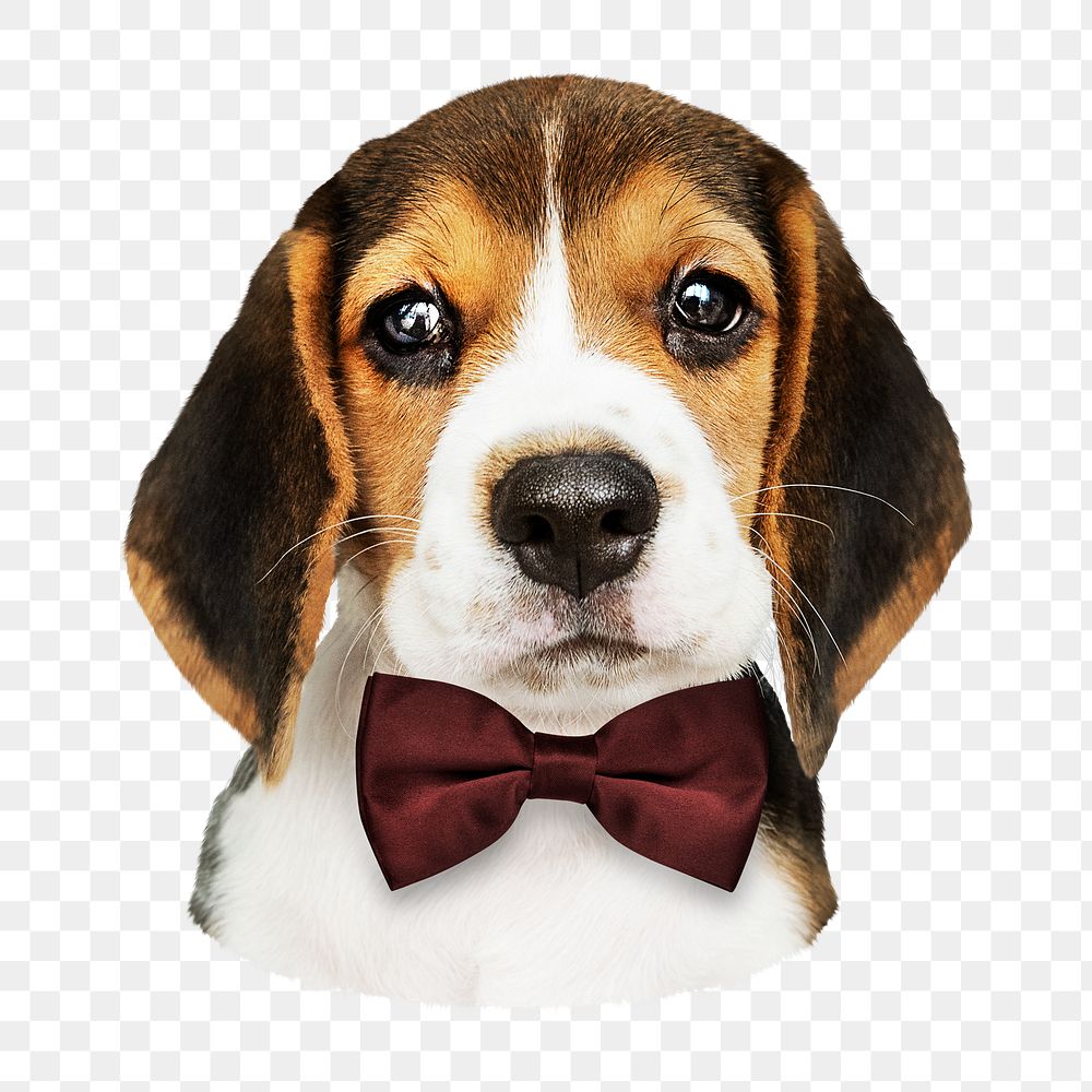 Png puppy wearing bow tie sticker, transparent background