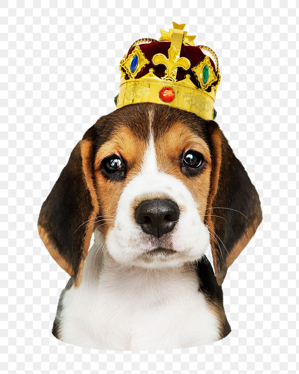 Png puppy wearing crown sticker, transparent background