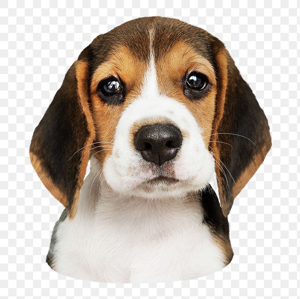 Beagle puppy png sticker, transparent background