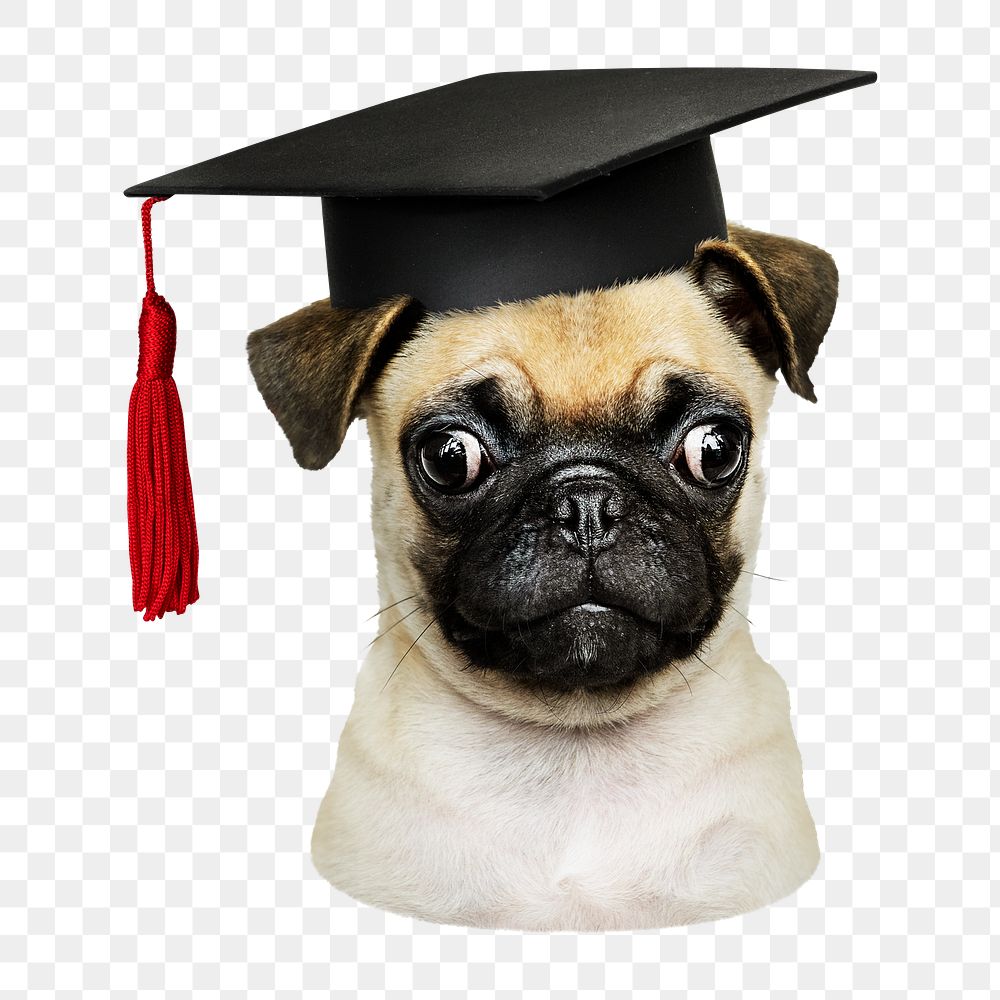 Puppy in graduation cap png sticker, transparent background