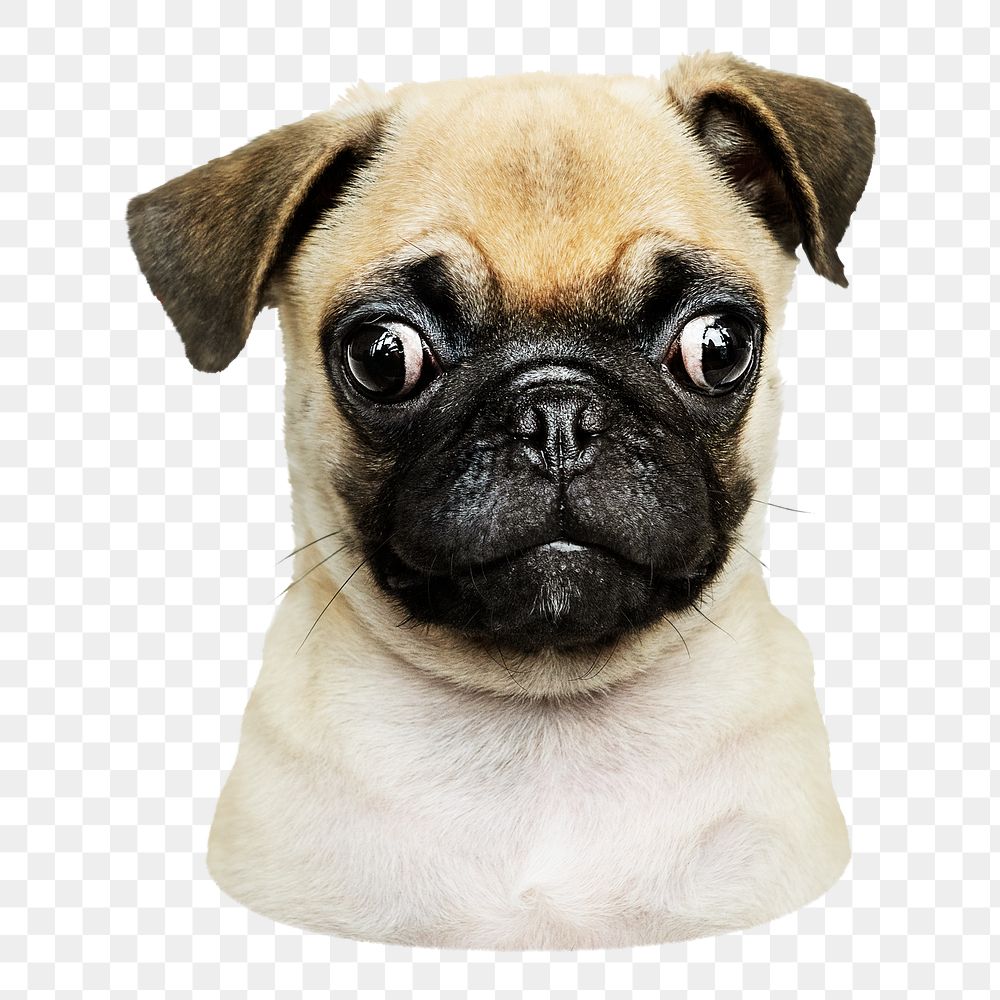 Adorable pug puppy png sticker, transparent background