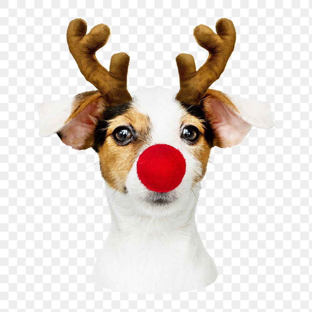 Cute Christmas dog png sticker, transparent background