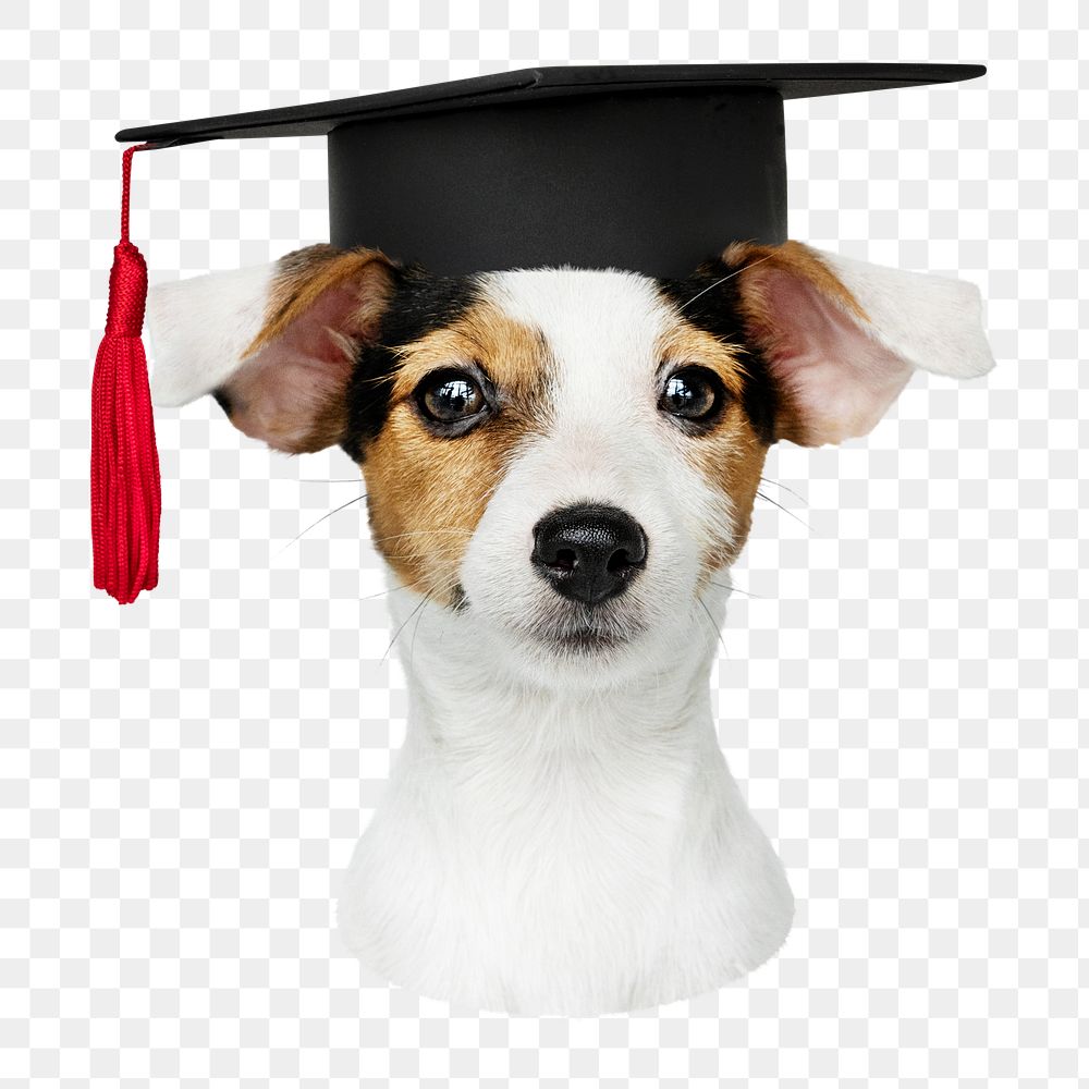 Puppy in graduation cap png sticker, transparent background