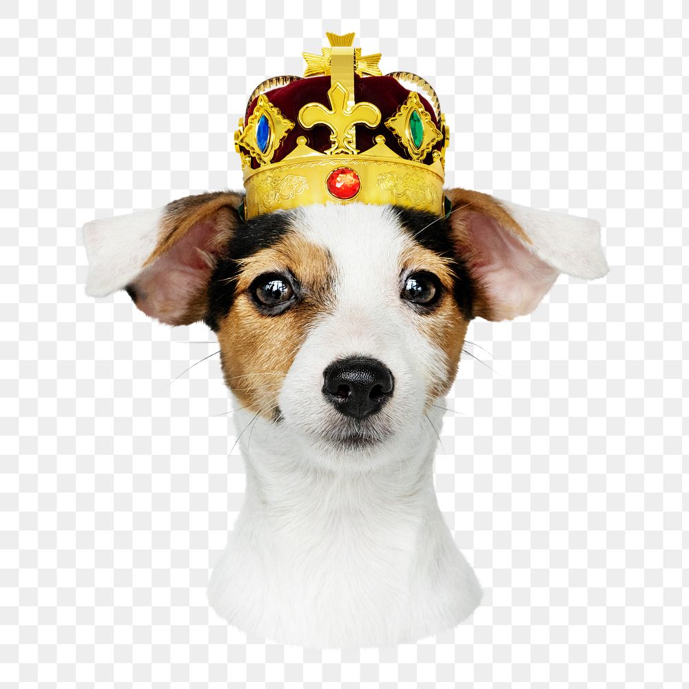 Puppy in gold crown png sticker, transparent background