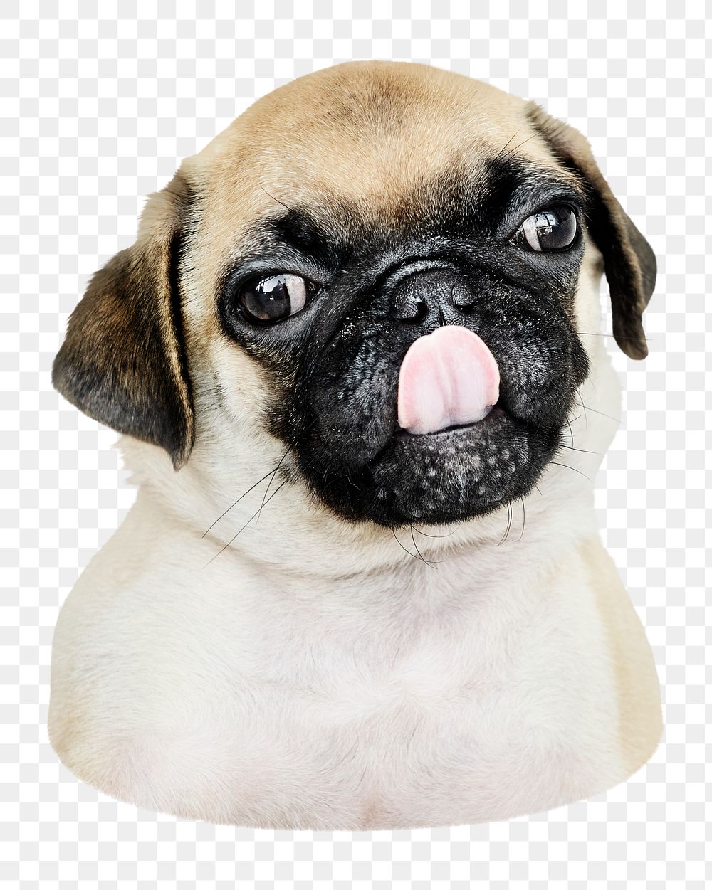 Adorable pug puppy png sticker, transparent background
