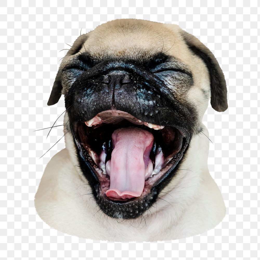 Yawning pug puppy png sticker, transparent background