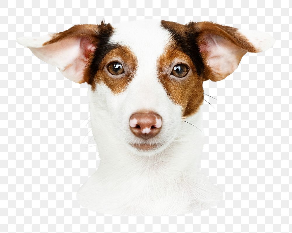 Jack Russell Retriever png sticker, transparent background