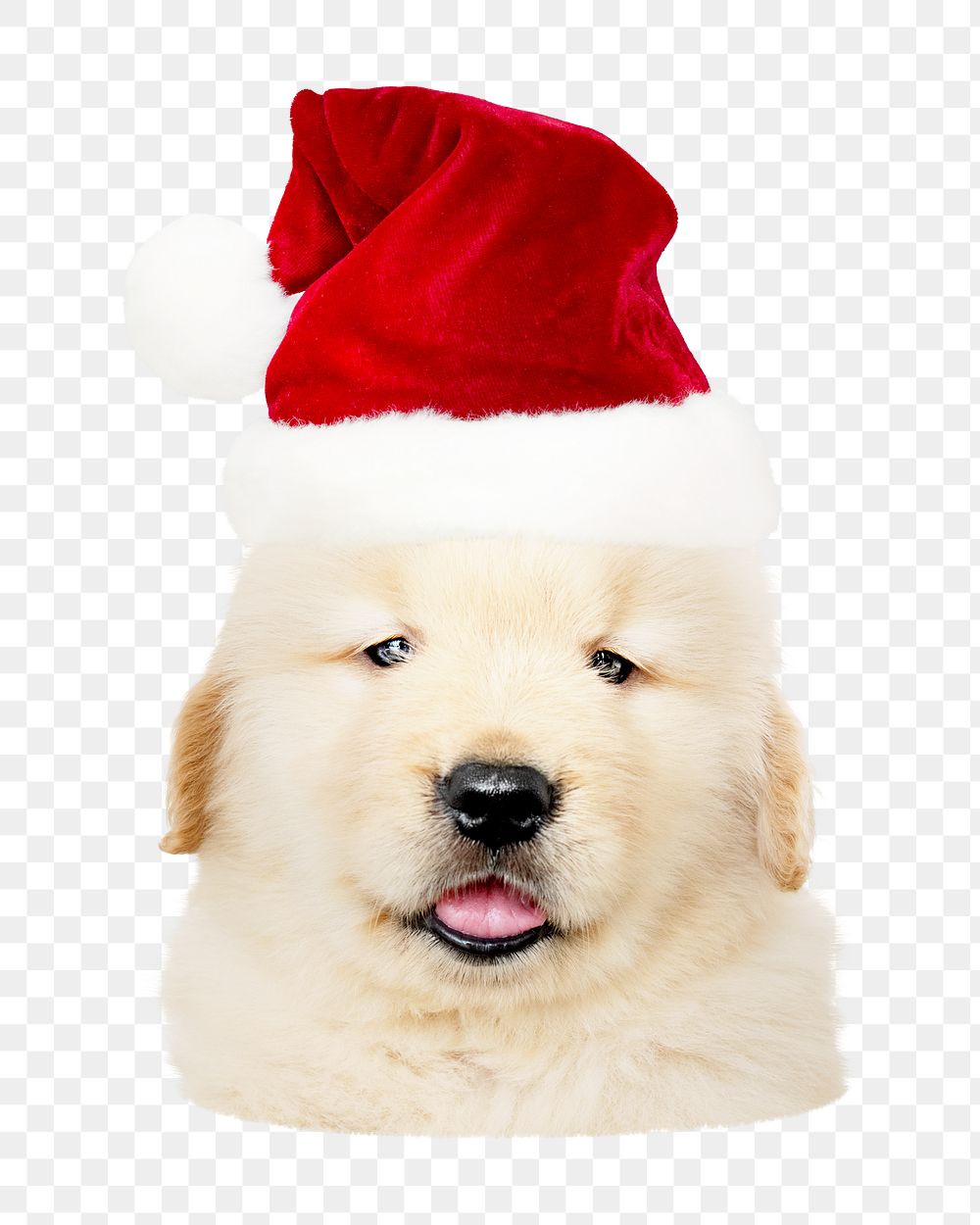 Png puppy wearing Santa hat sticker, transparent background
