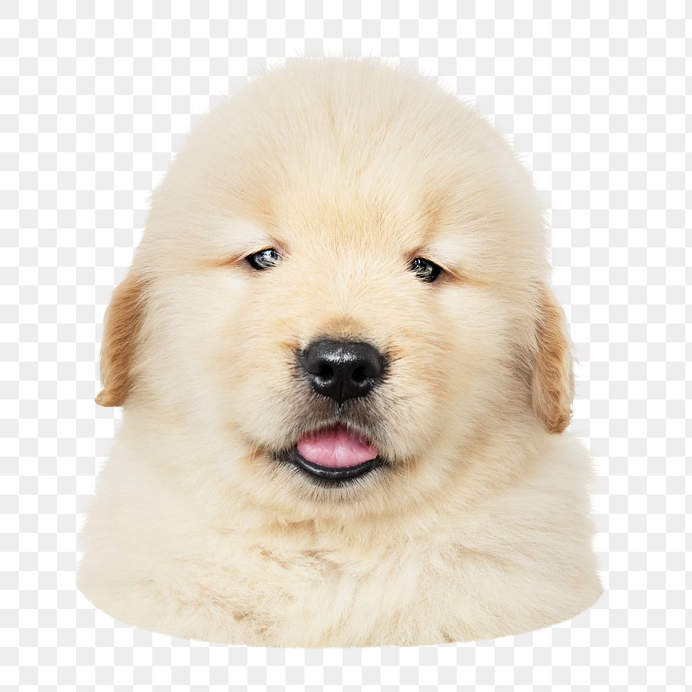 Golden Retriever puppy png sticker, transparent background