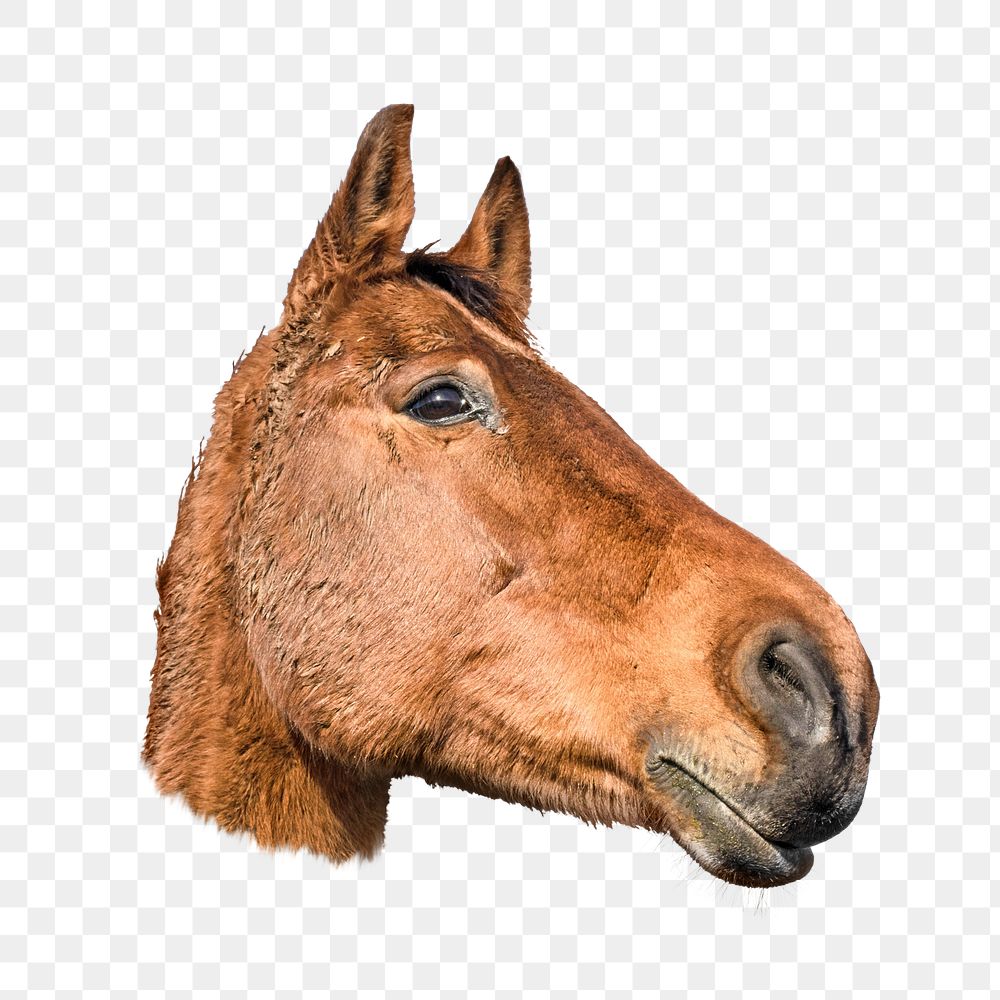 Brown horse png animal, transparent background