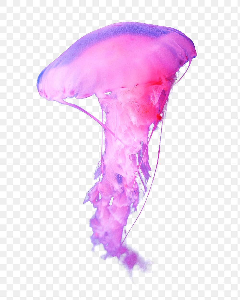 Pink jellyfish png sticker, transparent background