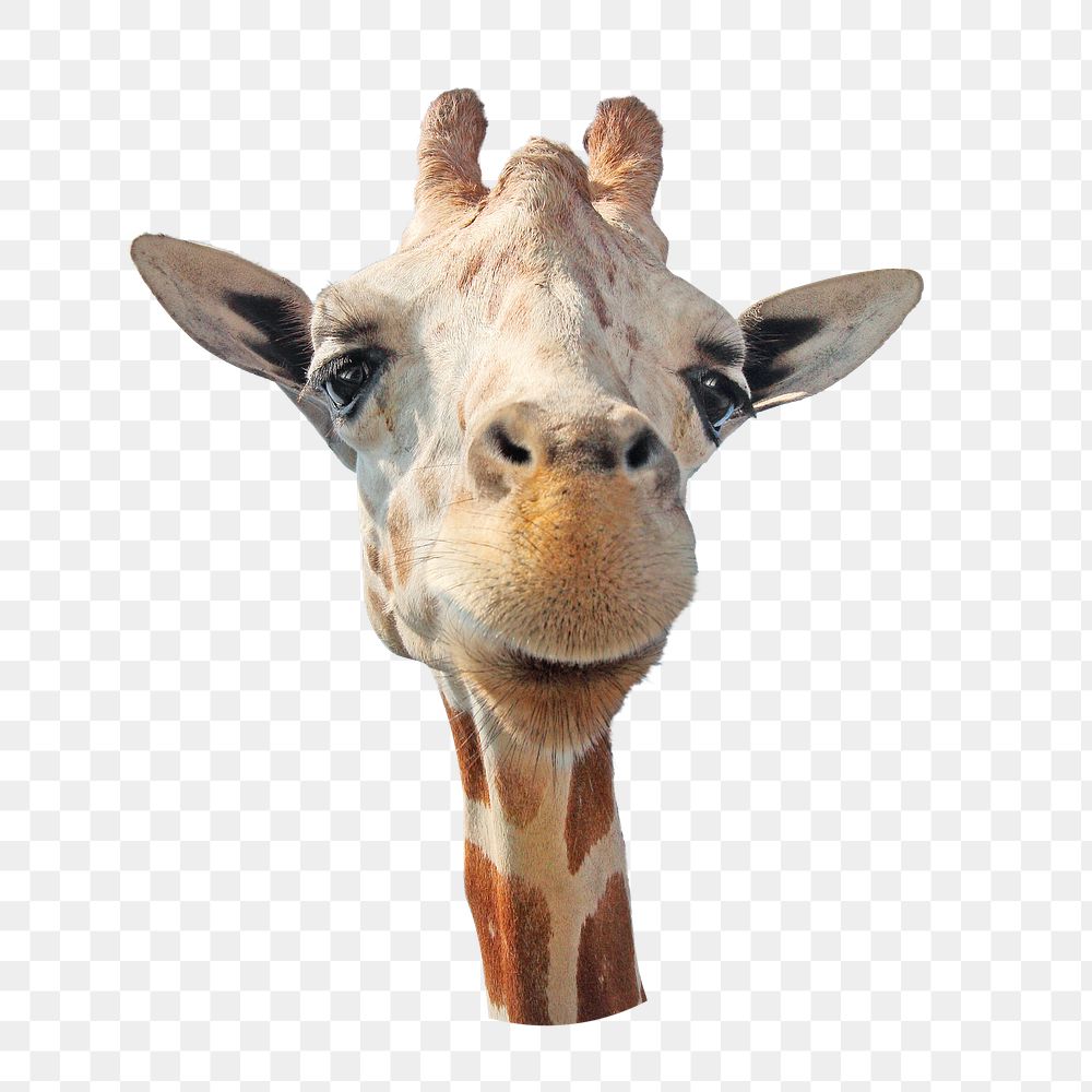 Giraffe png animal, transparent background