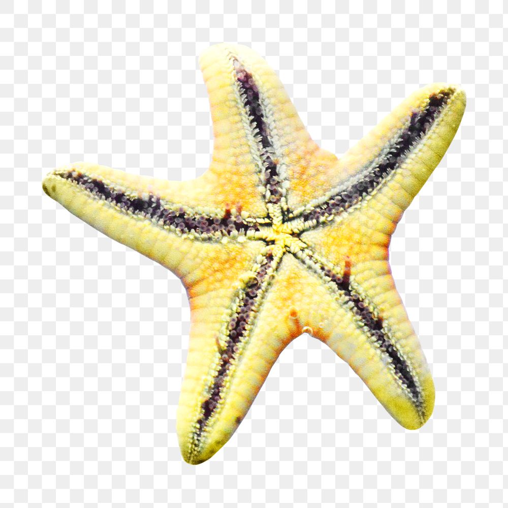 Starfish png sticker, animal transparent background